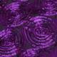 Rosette Purple